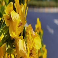 癫痫很久未发作还需要服药吗?