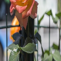 癫痫病患者可以拥有正常夫妻生活吗?