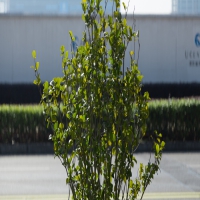 抽搐颤抖呼吸短促当心是先天性癫痫