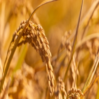 为何癫痫的患病率没有下降反而上升呢?