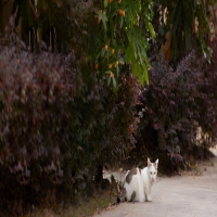 这些蔬菜对癫痫有刺激性吗?
