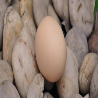 吃啥水果有利于预防癫痫呢?