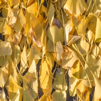 你的癫痫为什么会变的顽固?