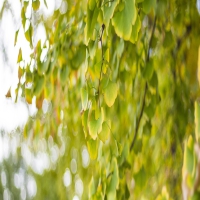 癫痫患儿能上体育课吗?