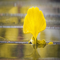 羊角风患者不能吃什么?