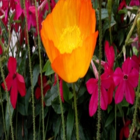 什么样的恢复指导建议对癫痫病人有效?